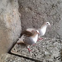 دوبال .عروس هلندی