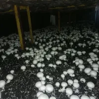 آموزش پرورش قارچ