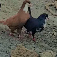 حیوان گم شده ریش زرده