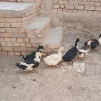اردک