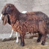 بره قوچ همو