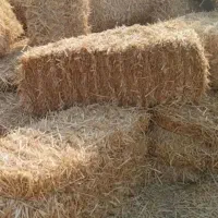 کاه «رنه» خشک