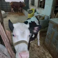 گوساله سمینتال ماده ۳ ماهه