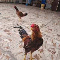 مرغ خروس لاری اصل