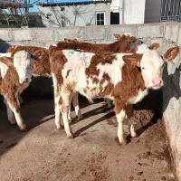 گوساله سمینتال بلژیکی