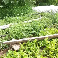 تولکی  نشا گوجه  فلفل بادمجان باکیفیت