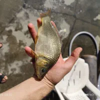 غذای ماهی و بچه ماهی استخری کپور آمور