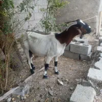 گوسفند خوب بدون مریضی سالم سه تا شنک  میاره