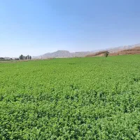یونجه آخون