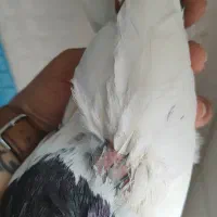 کبوتر کله سیاه نر