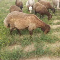 قوچ نژاد دار فروش فوری