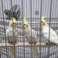 عروس هلندی