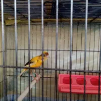 قناری ماده ابلق یه سر