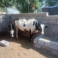 سه عدد گاو داشتی تمیز