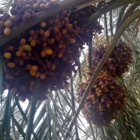 خرما بریم