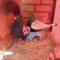 یک جفت کبوتر  سینه ای دم سیاه