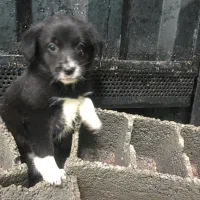 فروش سگ ۳ ماهه