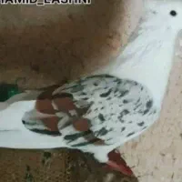 کبوتر پلنگ