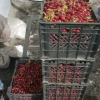 آلبالو فروش