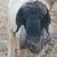 بره تخمی