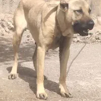 ۴ عدد توله سرابی