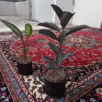 تعدادی گل|گل و گیاه طبیعی|مشهد, کوی سیدی|دیوار