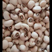 چشم بلبلی درجه 1