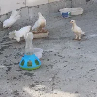 کبوتر.کفتر