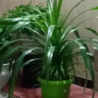 فروش گل