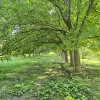 خریدارسردرختی سیب وگردومیباشم