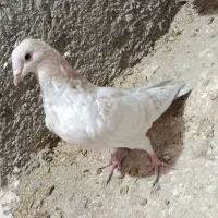 یک عددکبوتر