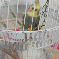 عروس هلندی سخنگو