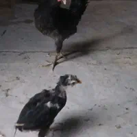 جوجه مرغ