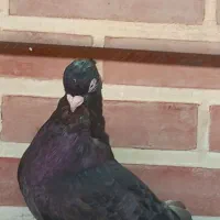 صرب تسو نر اصل