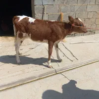 گوساله ماده
