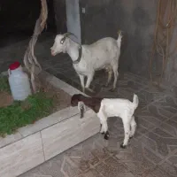 بز سانن