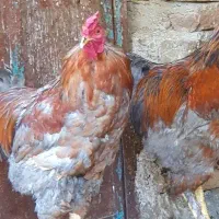 خروس گوشتی در نهاوند