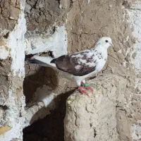 کبوتر