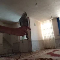 عروس هلندی ماده و نر