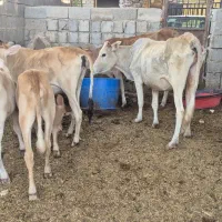 ۲ گاو باگوساله نر وماده شادگان حیوانات