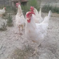 چهار عدد مرغ تخم گذار