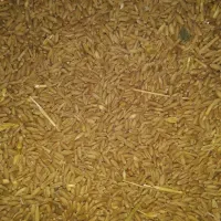 گندم