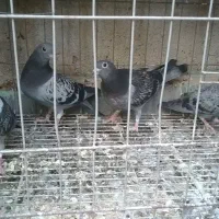 کبوتر کفتر جوجه پلاکی مسافتی  ۴ عدد راهکش مسافتی