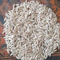 جو محلی بهاری