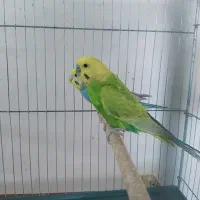 مرغ عشق رینبو و ماده انگلیسی