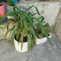 گل‌های طبیعی