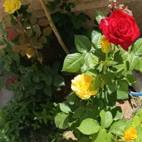 استخدام کارگر میوه‌فروشی تمام‌وقت