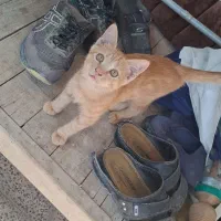 معاوضه گربه با یک جفت عروس هلندی