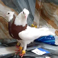 ۳نر هوایی طوقی.   دوکت آلمانی