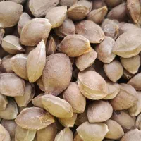 هسته شکن آسیاب سنجد
